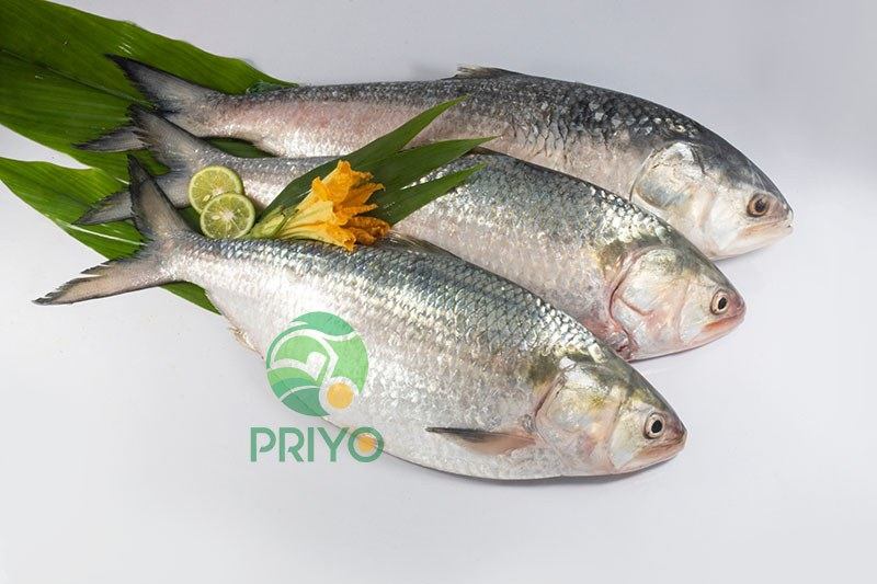 Whole Hilsa Fish