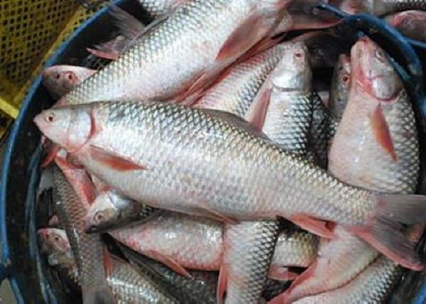 Whole Mrigal Fish