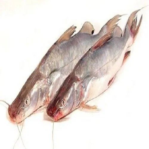 Whole Ayar Fish