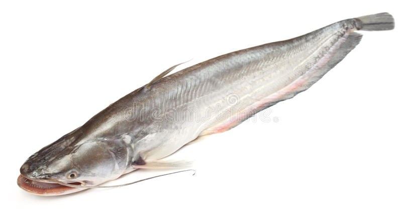 Whole Boal Fish